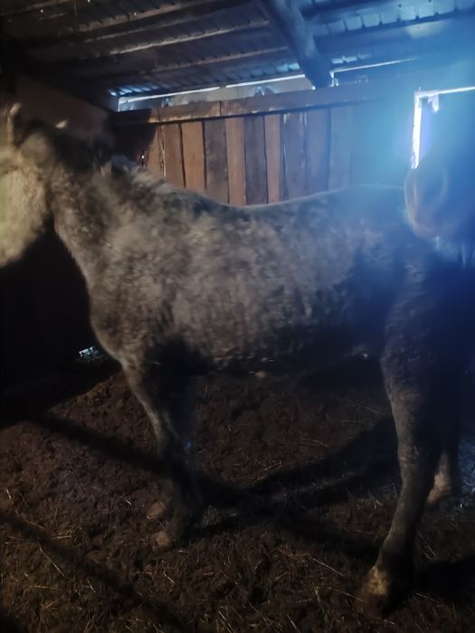 Продам Тайлар Кунандар с откорма