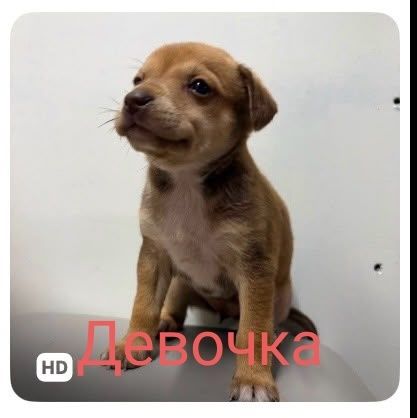 Отдам даром в добрые руки