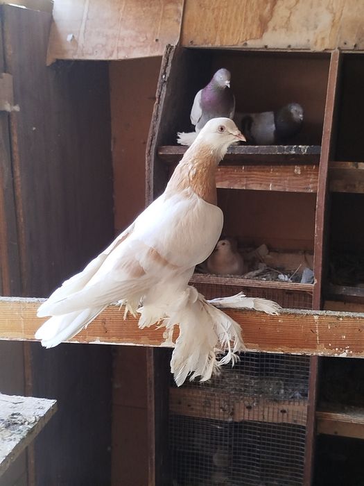 Продам голубя Тасмана на гребле