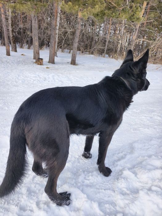 Кабель немецкой овчарки.