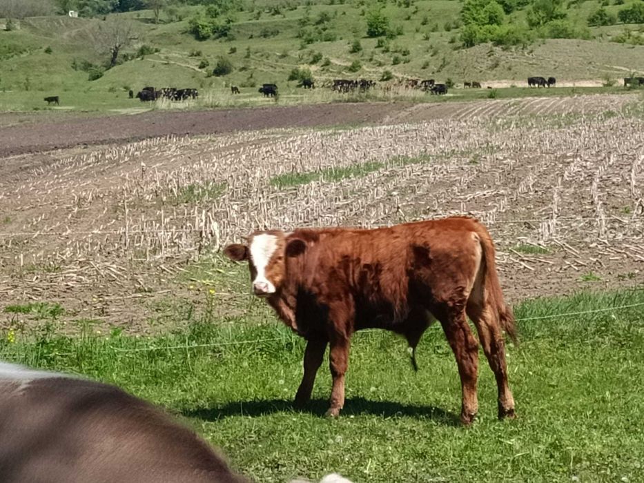 Tauri de vanzare