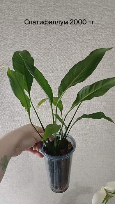 Алоказии, монстера адансони, спатифилум