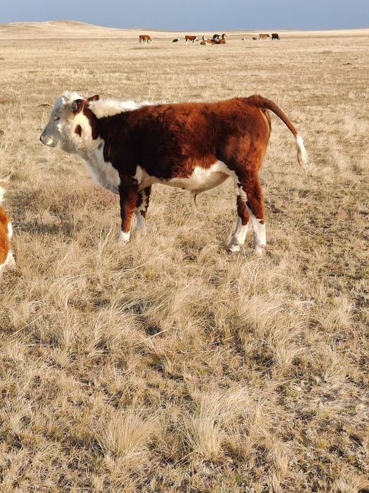 Ақбас еркек подсостар