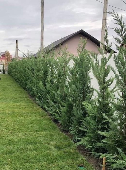 Plante ornamentale ,gazon ,tuia,mesteacan