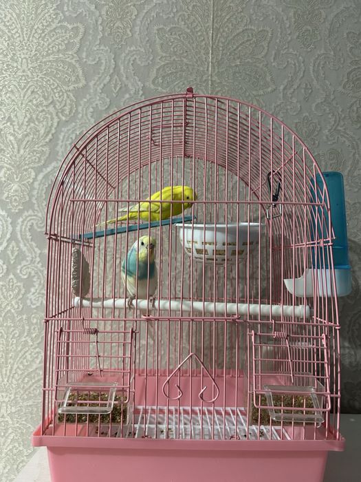 Продам попугаев с клеткой