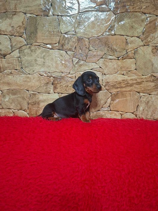 Pui Teckel negru