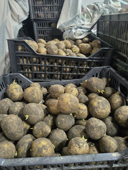 Urug'lik kartoshka 8000