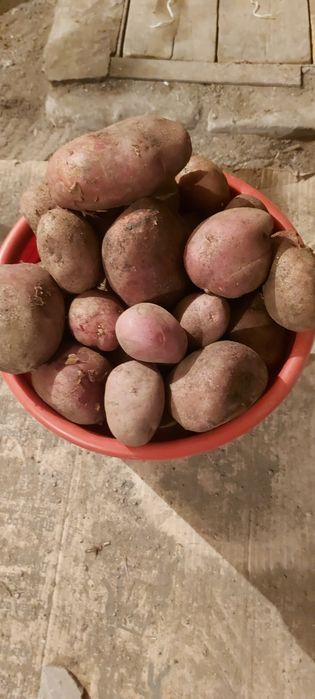 Дачный картофель