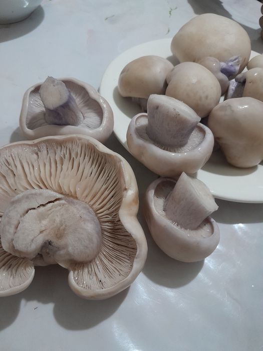 Грибы горные свежие