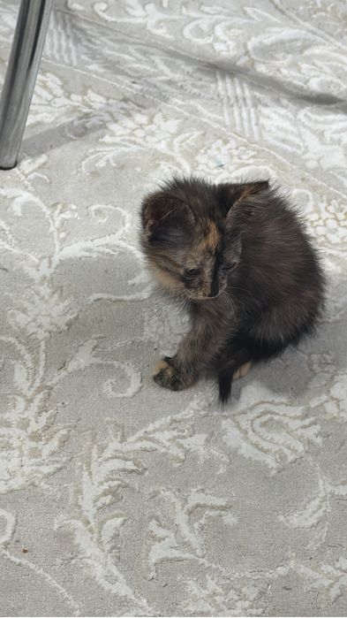 Отдам котенка в добрые руки