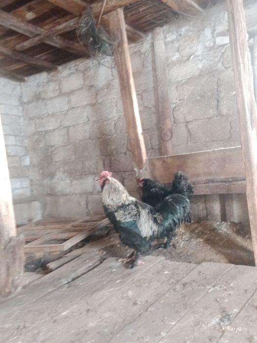 Әтеш Петухи БРАМА