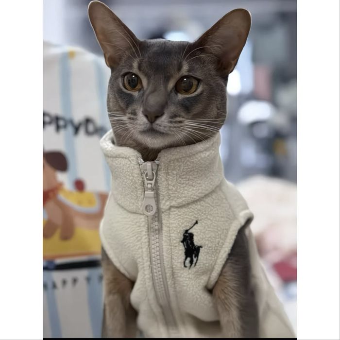 Одежда для собак и кошек