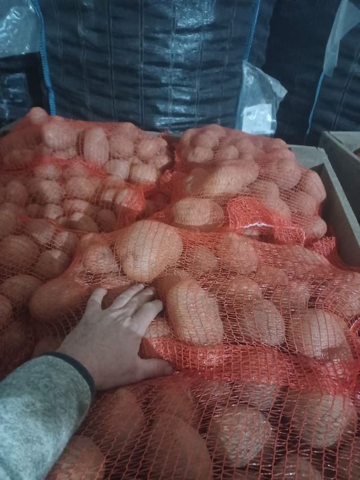 Cartofi, egalizati 10kg, 25 kg