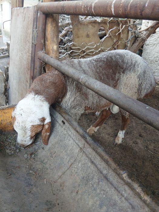 Qo'chqorlar sotiladi. Suyib ham beriladi. Navoiy