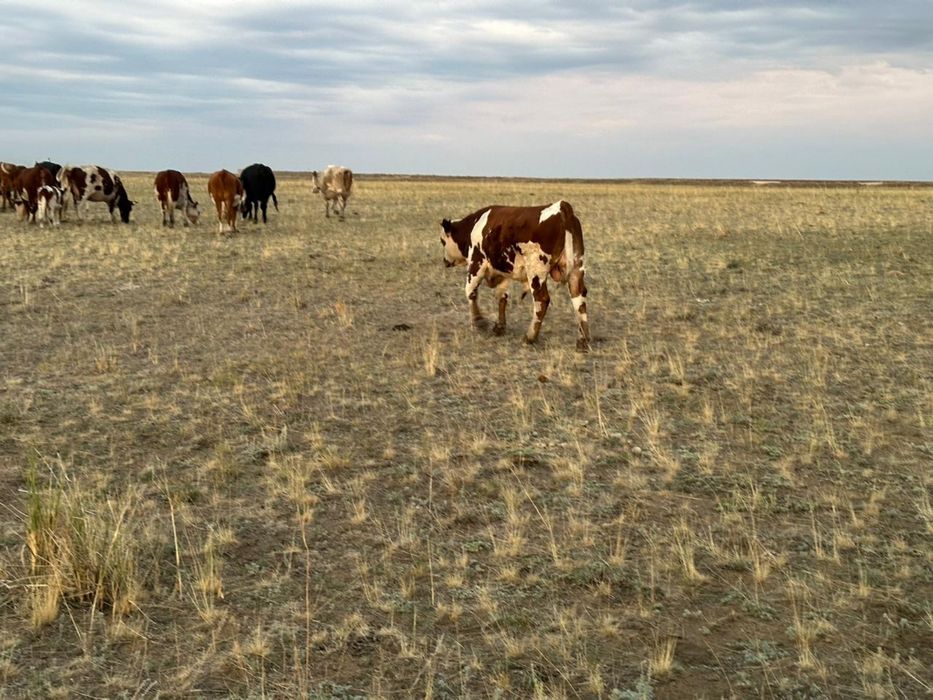 Бука сатамын  30 бас подсос  срочно