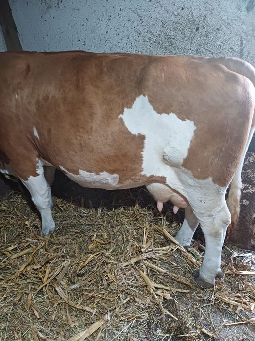 Vaca de vinzare buna de lapte
