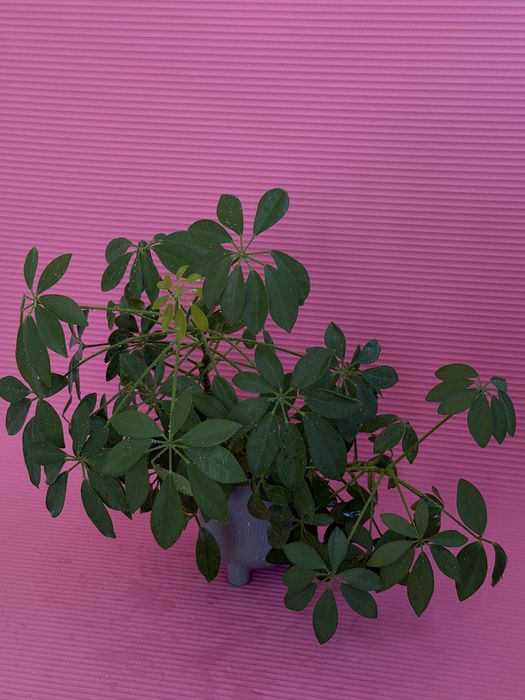 Шеффлера комнатная