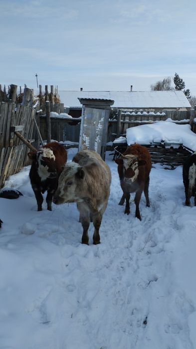 Продам 4 головы КРС