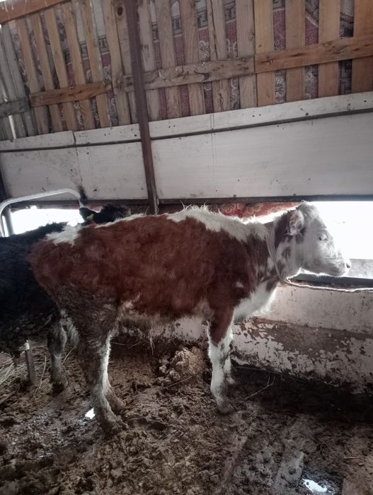 Продам бычок 8 месяц