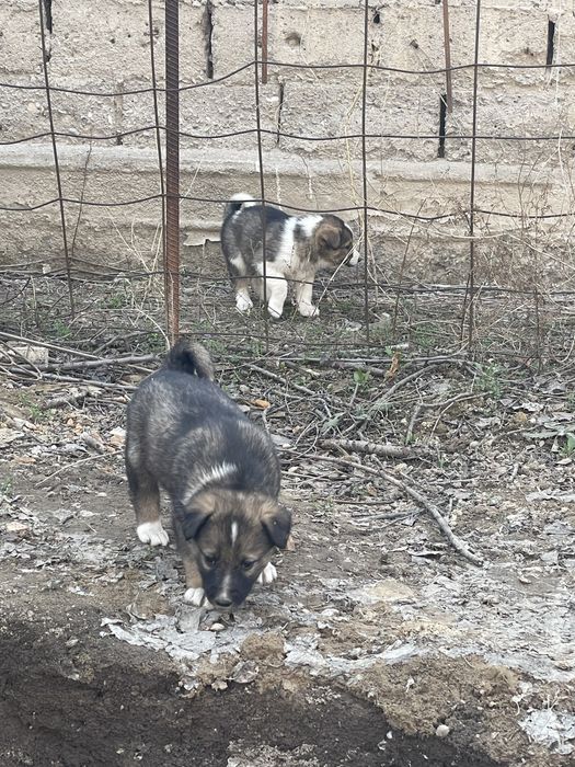 Щенки в добрые руки