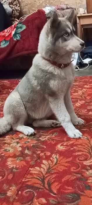 Потерялась собака породы хаски