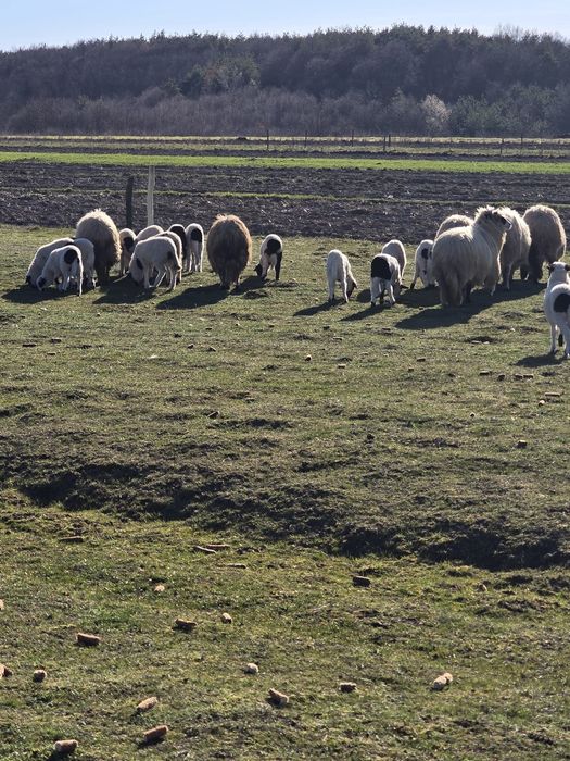 Vand oi breze.Detalii la telefon
