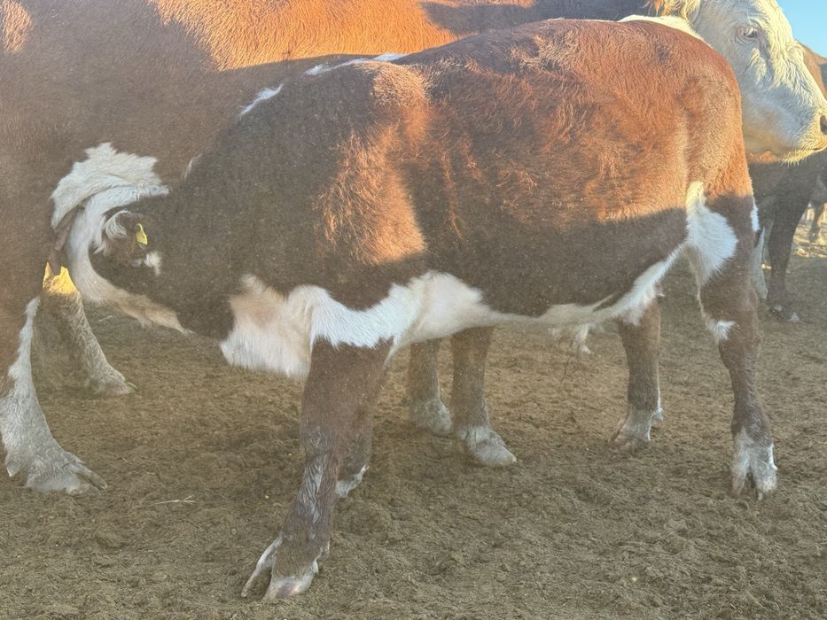 Продам подсос бычков