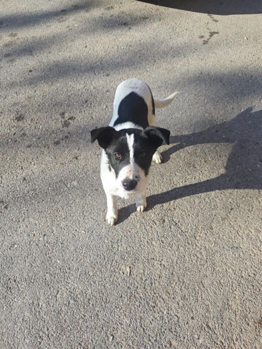 Собачки в добрые руки!