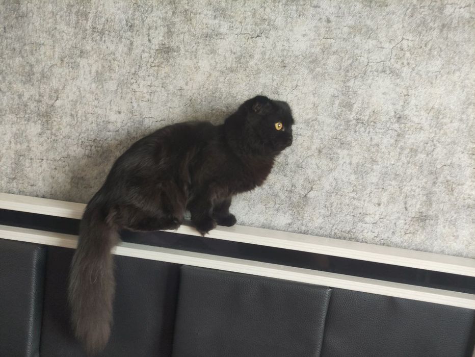 Mushuk sotiladi 
Qora rangli, uzun junli, quloqlari bu