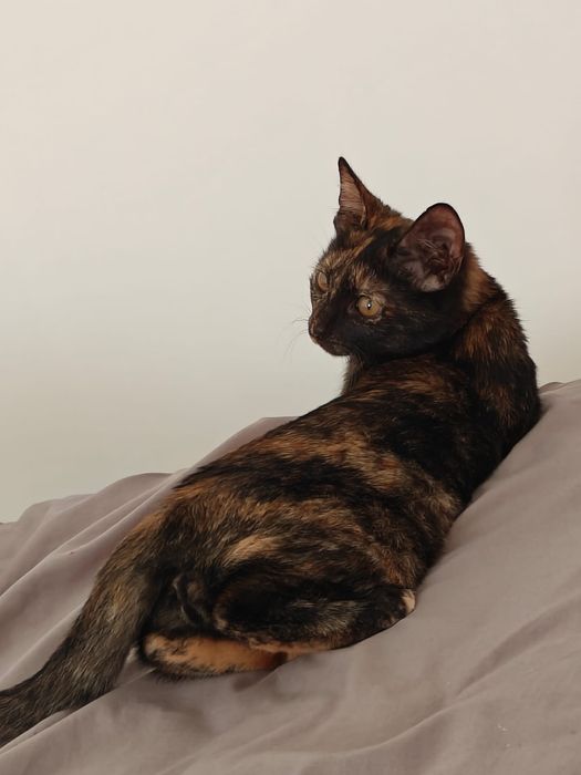 Отдам котенка девочку