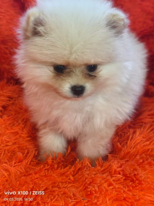 Очаровательные щенки шпица.