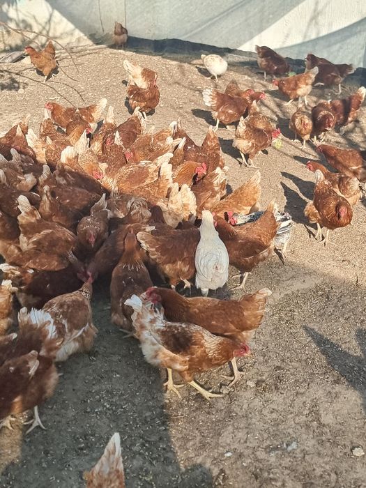 Ломан браун  Несутся (Несушки)