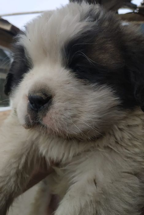 Продам щенков Сенбернар