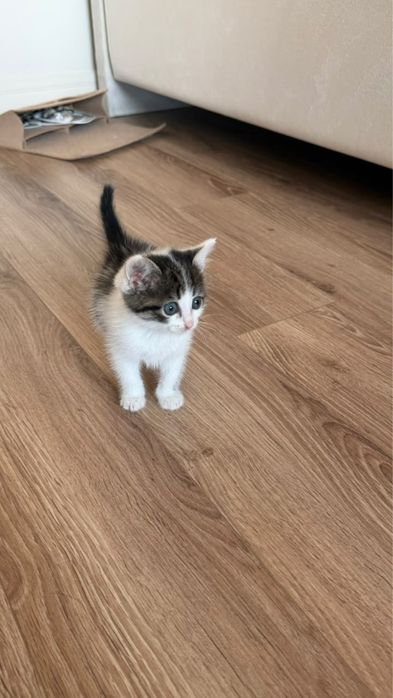 Котенок в хорошие руки