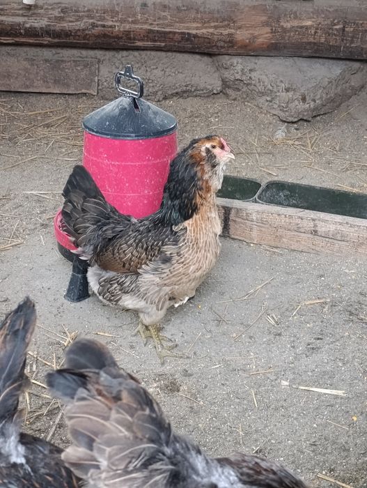 Ouă pt incubat Ameraucana