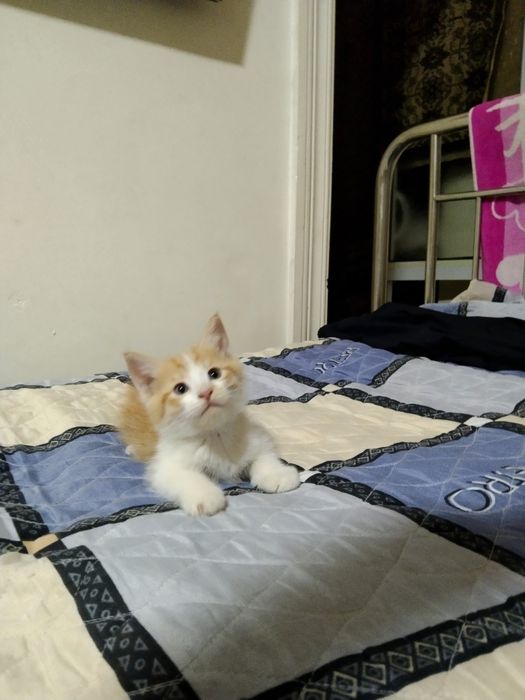 Отдам котят в добрые руки