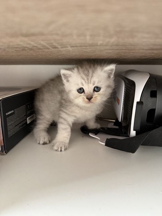 Сребърни котенца