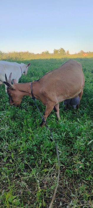 Алпинский зотли эчкилар сотилади