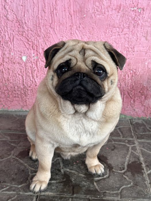 Чистокровный кобель мопса для вязки