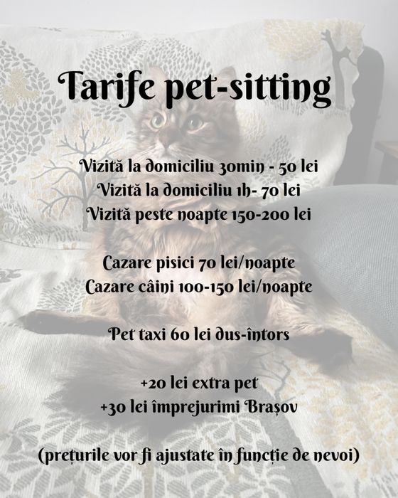 Pet sitting pentru lăbuțe fericite și inimi liniștite