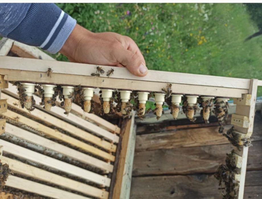 Botci , mătci , material biologic