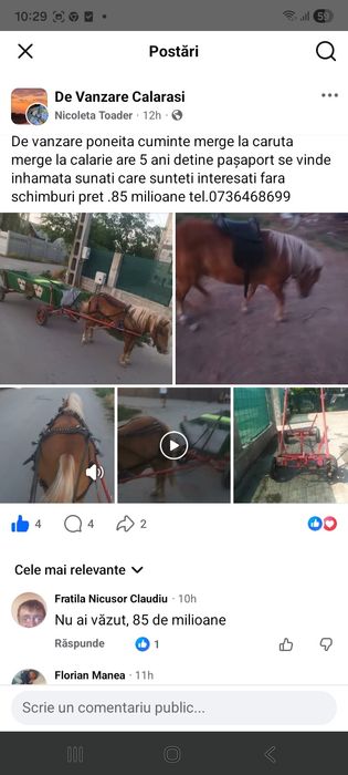 Vand poneita de 5 ani