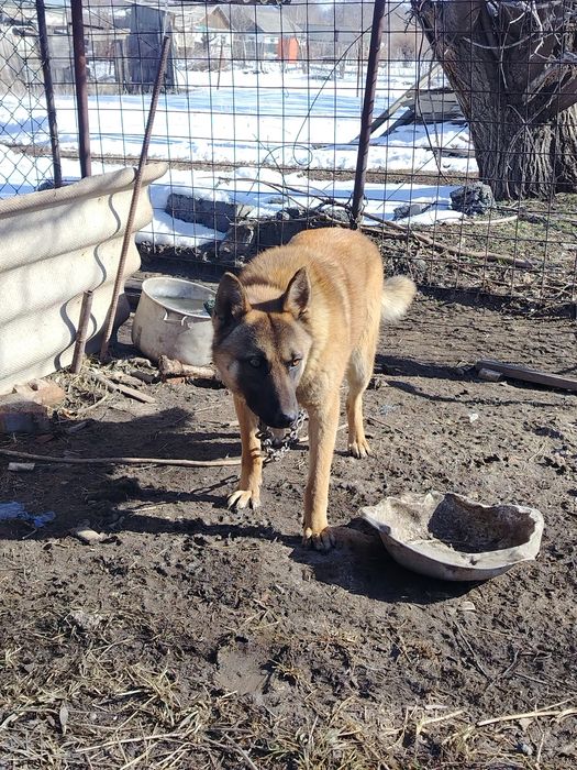 Продам собаку овчарка