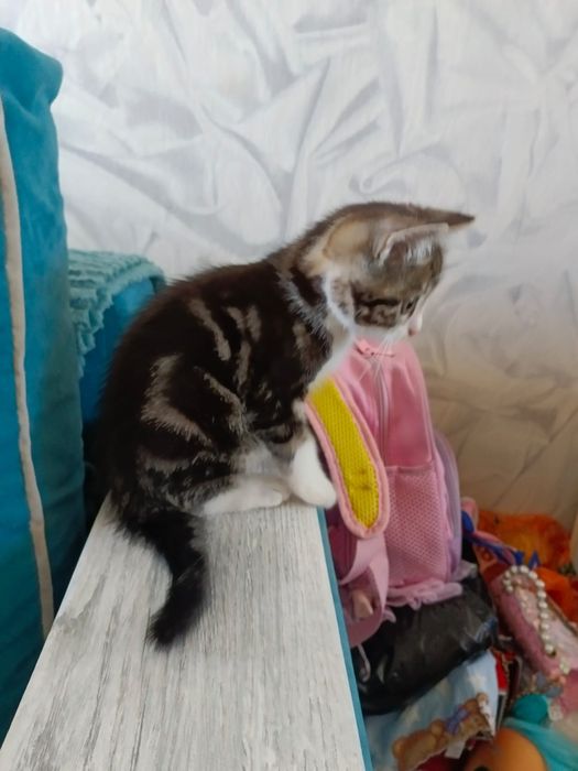 Отдам котенка в добрые руки