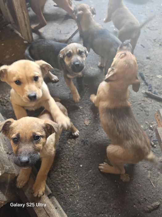 Щенки щенки бесплатно