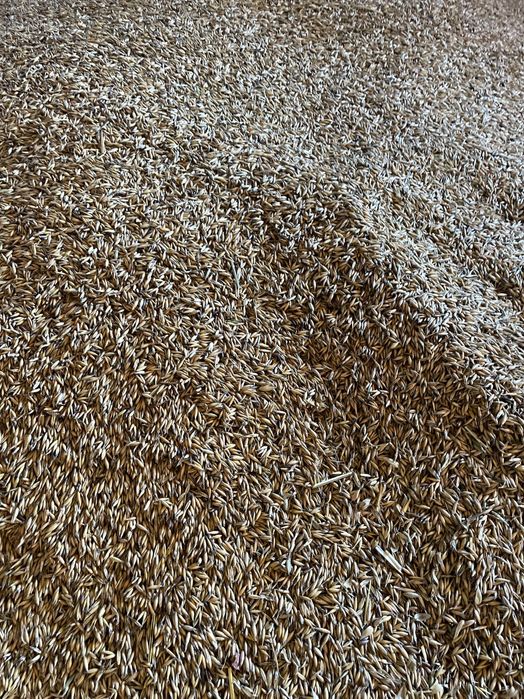 Vând ovăz și triticala