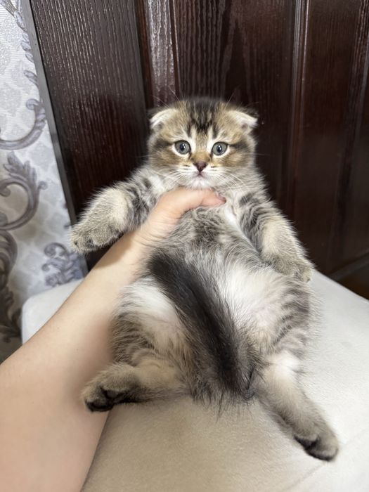 Котята кошка котенок