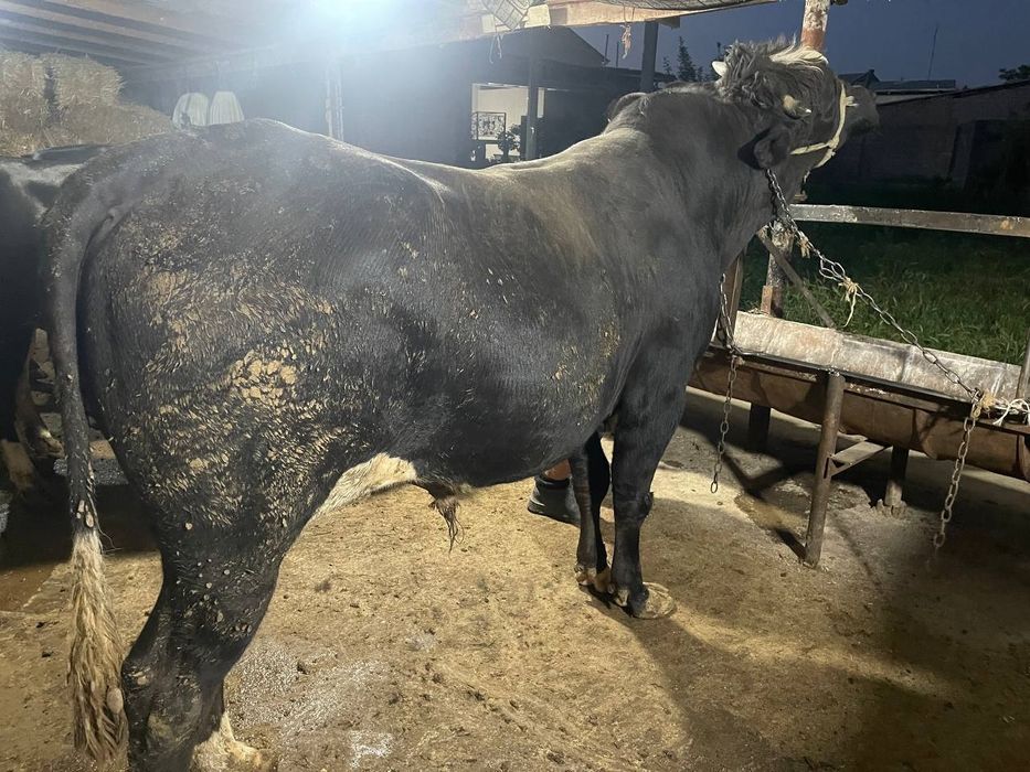 Assalomu aleykum Qurbonlik ucun qoylar va molar