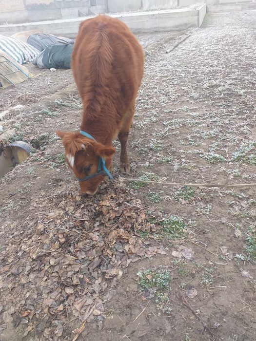 G’unojin bug’ôz