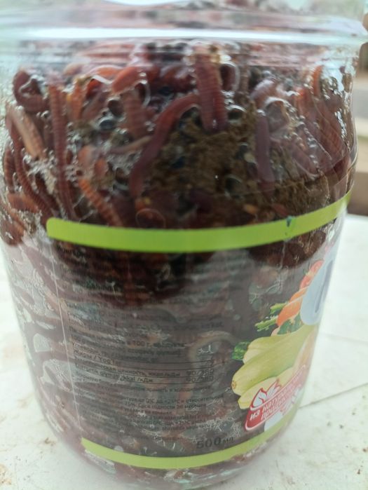 Калифорния  кизил  чувалчанглари.. 1 л. - 600.000.